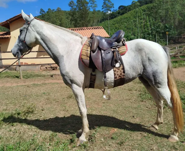 Égua 