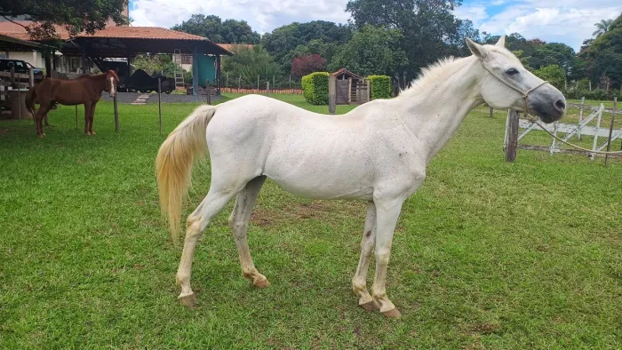 Vendo 2 éguas de sela extremamente mansas, idéias pra crianças e iniciantes 