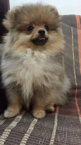 Spitz Alemão Carinho que transforma o ambiente