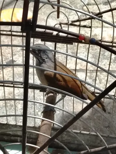 Gaiolas boa