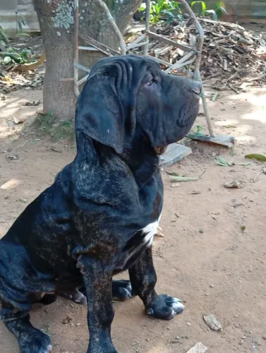 Filhote Fila Brasileiro