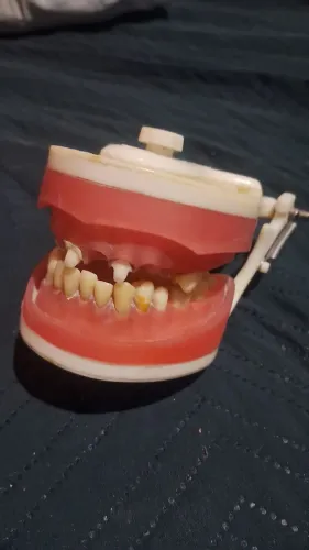 Macromodelo odontológico PRONEW