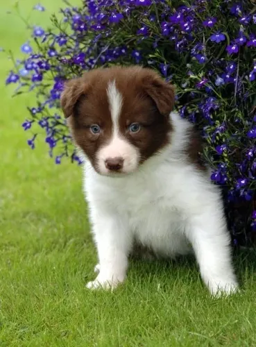 Border Collie - Contratação Confirmada, Seu Novo Melhor Amigo