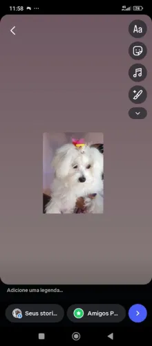 Vendo uma maltês fêmea ou troco numa Spitz anão fêmea 