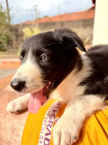 Filhote de Border Collie