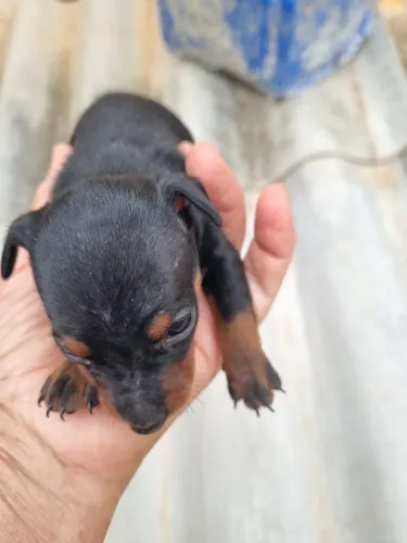 Pinscher fêmea zero