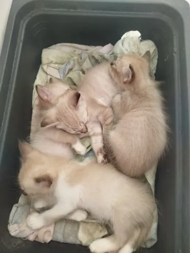 Doa-se 4 gatinhos siamês são fêmeas