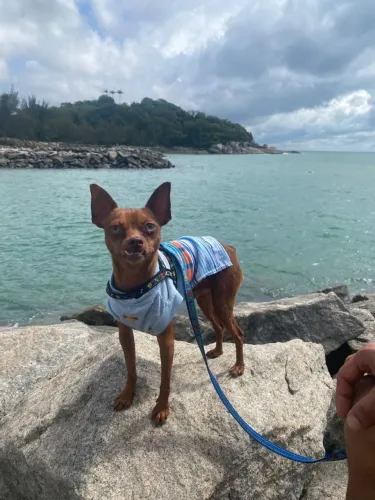 Pinsher macho para reprodução 