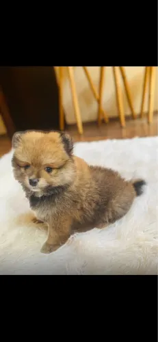 Filhote machinho de Spitz alemão (lulu da pomerania) lindo 