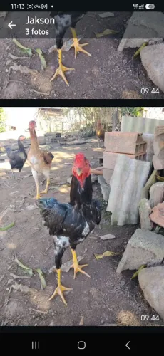 Frango de raça