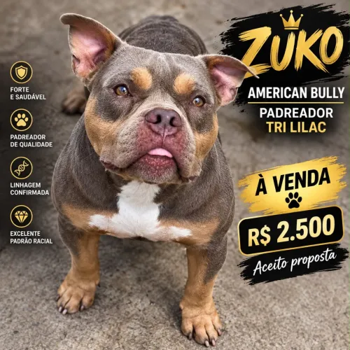 VENDO AMERICAN BULLY PADREADOR TRI LILAC