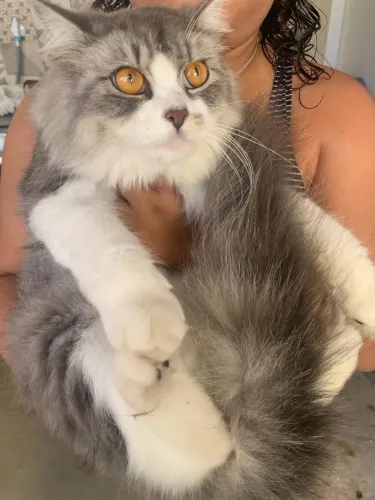 Gata de Raça para adoção