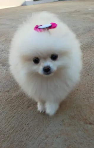 SPITZ ALEMÃO (LULU DA POMERÂNIA) 1 MACHO E 1 FÊMEA, ESTÃO COM 90 DIAS