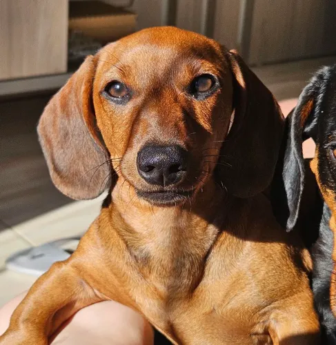 Dacshund fêmea