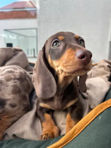 VENDO Dachshund