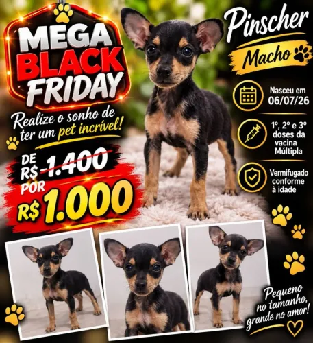 Pinscher macho