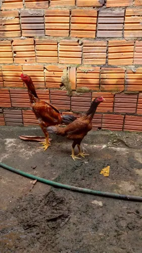 Animais para agropecuária 