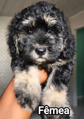 Filhotes 400 TEM CONVERSA Mãe Poodle e Pai Shitzu com Poodle