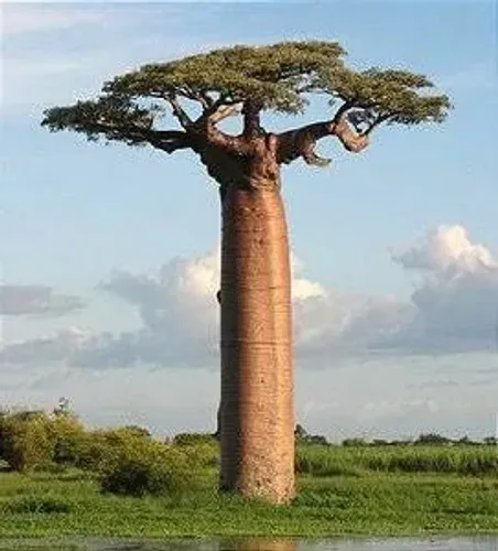Linda Muda de Baobá Africano de 1,5 metros.