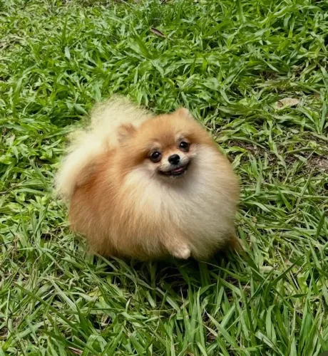 Lindooo machinho disponível para cruza 