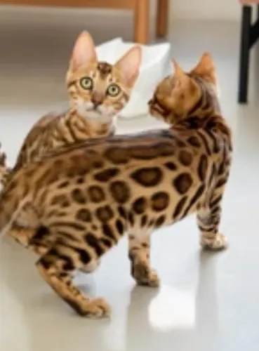 Gato de bengala, bengal, mistura de gato doméstico e leopardo asiático 