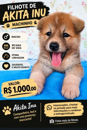 Akita Inu 