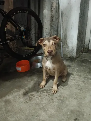 Vende-se pitbull filhote