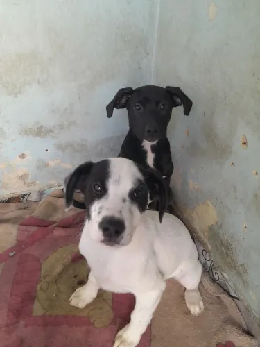 Vende se pitbull filhote de 4 meses 