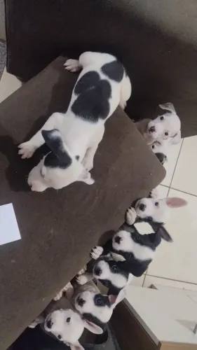Filhotes de pitbull