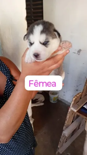 Filhote de husky siberiano