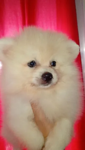Macho de Lulu