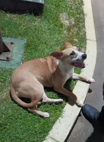 Doacao cachorra fêmea castrada. Dócil se dá com outros cães, com crianças.