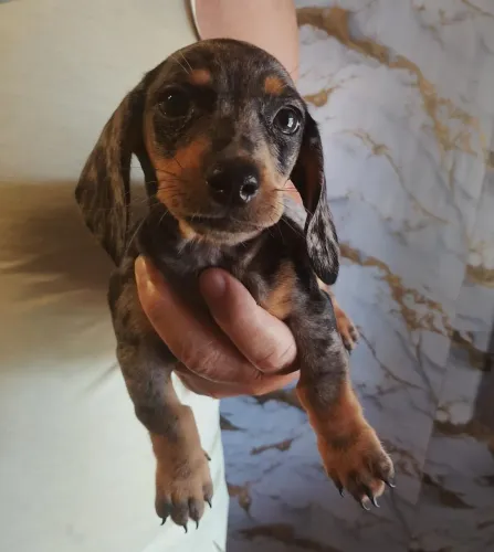 Basset cofap