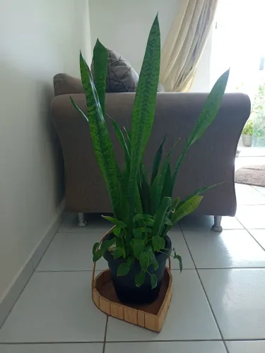 Planta Espada de São Jorge