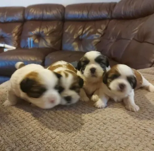 Filhotes de Shih Tzu | Mini peludinhos disponíveis!