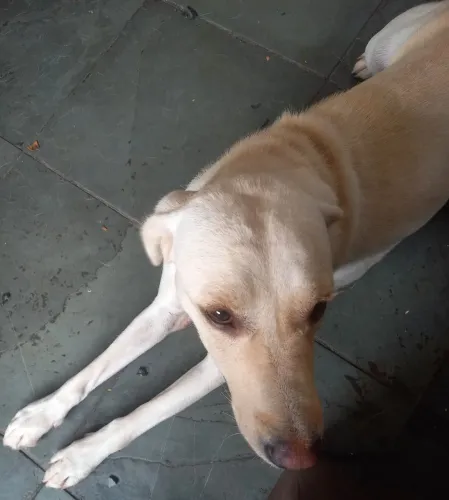 Labrador retriever matriz