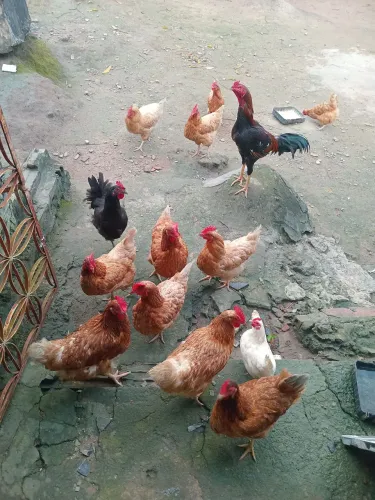 Galinhas