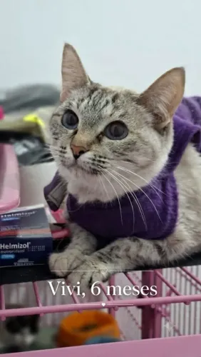 Gatinha castrada para adoção responsável