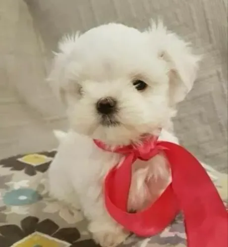 Maltes belos pets disponíveis *