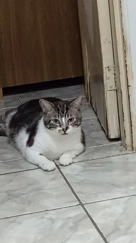 Gato macho castrado 