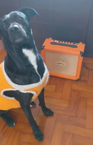OPORTUNIDADE | Amplificador Orange Crush 20L
