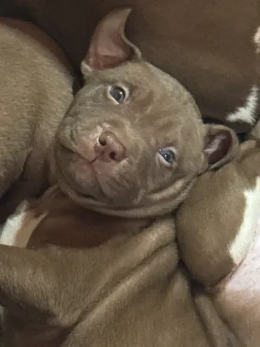 Vendo filhotes de pitbull  . Pai e mãe no local