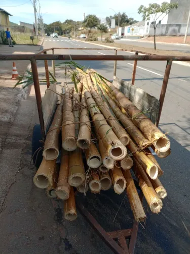 Bambu de 3 a 6 mt