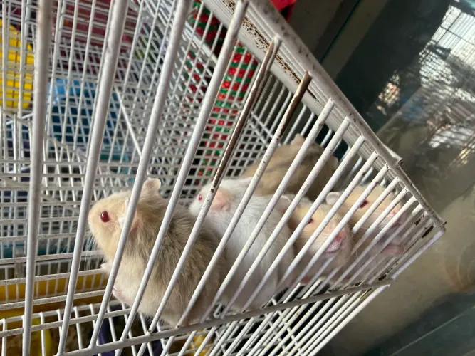 hamster promoção últimos machos