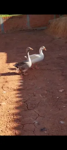 Casal de ganso