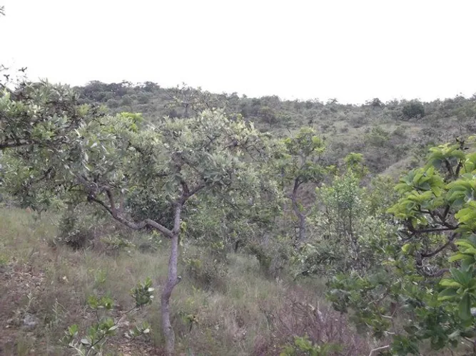 Chácaras de 20.000m² com nascente, Jaboticatubas(Temos varias opções).
