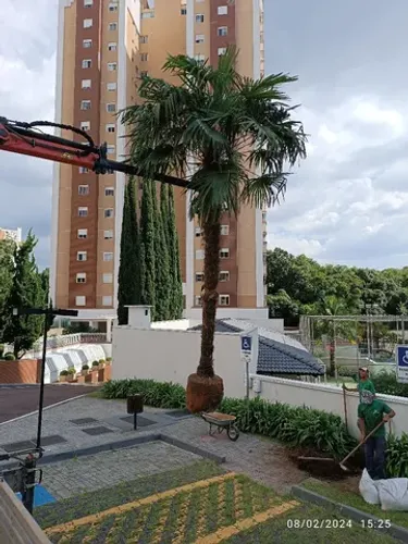 Palmeira Buriti 4.00 metro