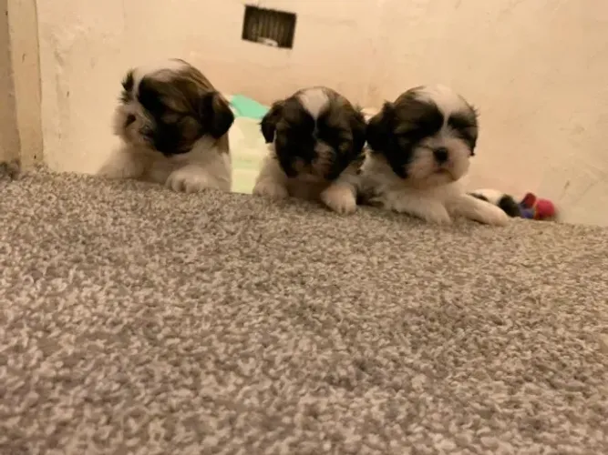 ?Shih Tzu fêmea disponível HOJE! Linda, saudável e super carinhosa!? ?