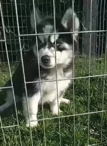 Husky Siberiano disponível!