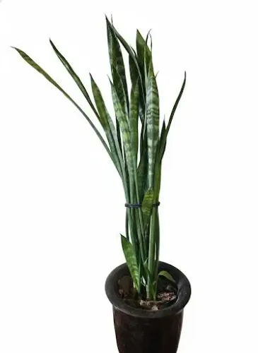 Espada-de-São-Jorge (Sansevieria) | Planta Purificadora e de Proteção!